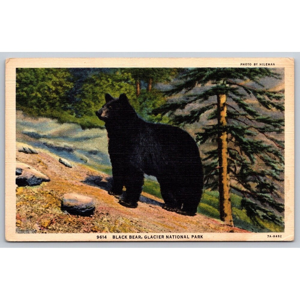 Postcard Montana Glacier National Park Black Bear On Alert Linen c1940s MT